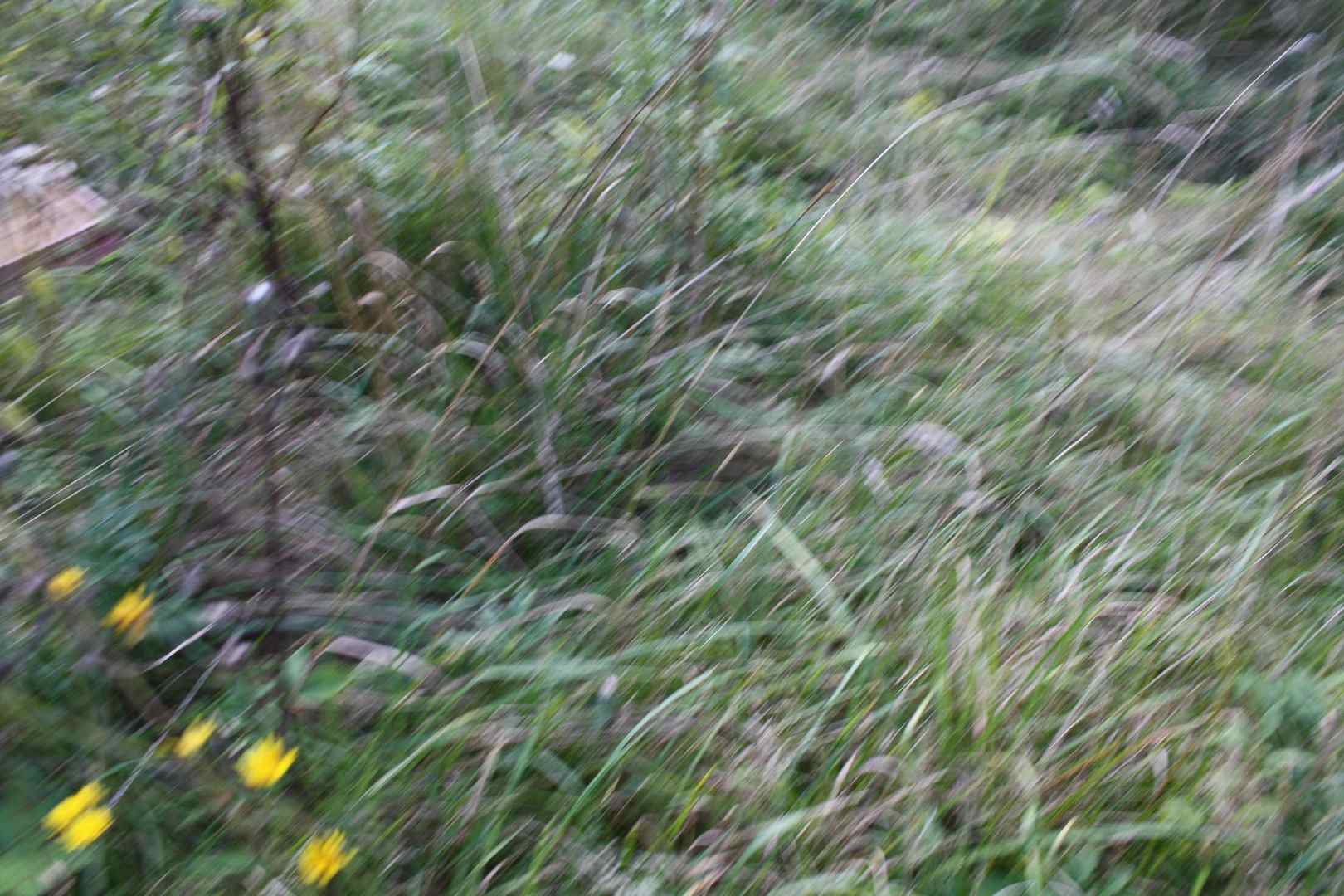 IMG_6090